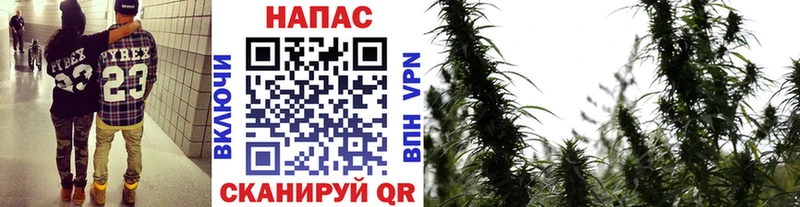 Купить  Владимир  Шишки марихуана планчик 